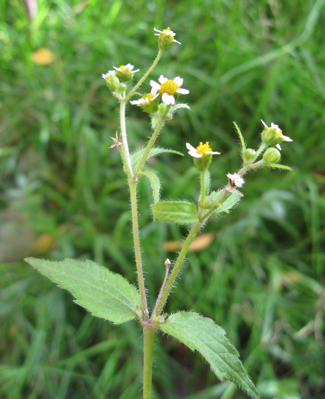 Image of Galinsoga quadriradiata specimen.