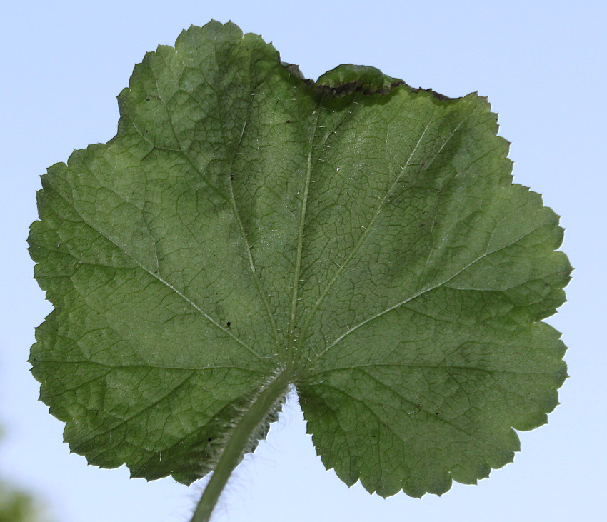 Image of Heuchera cylindrica specimen.