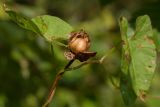 Calystegia sepium. Часть побега с плодом. Белоруссия, Витебская обл., пос. Езерище, опушка мелколиственного леска. 23.08.2014.