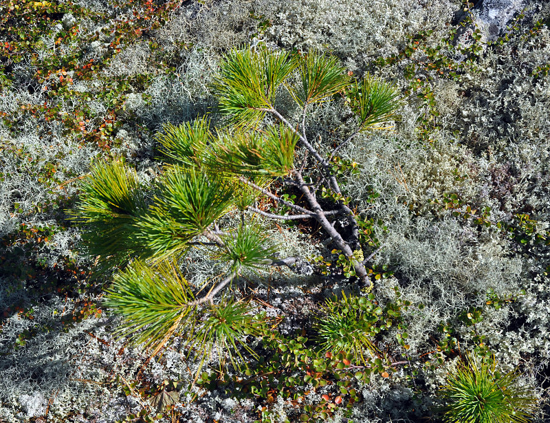 Image of Pinus sibirica specimen.