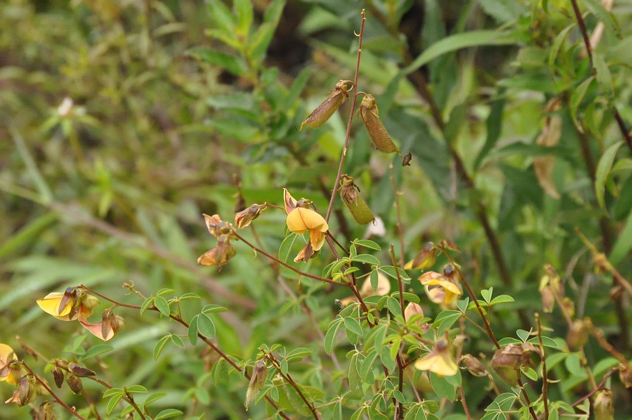 Image of familia Fabaceae specimen.