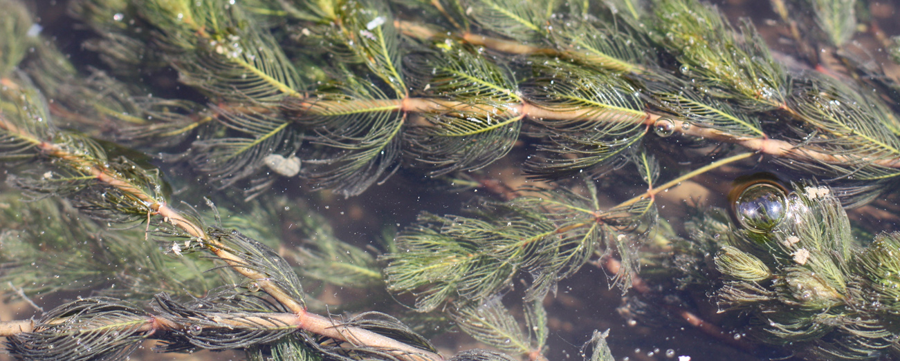 Image of Myriophyllum spicatum specimen.