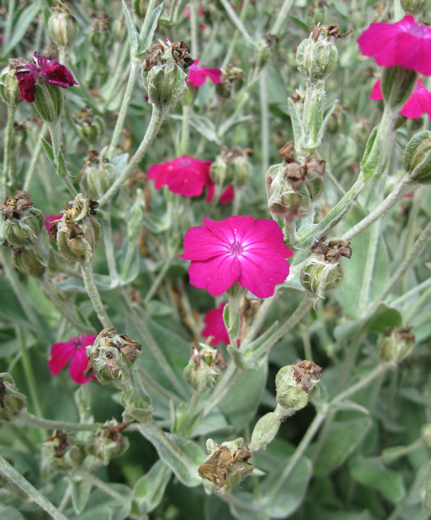 Изображение особи Lychnis coronaria.