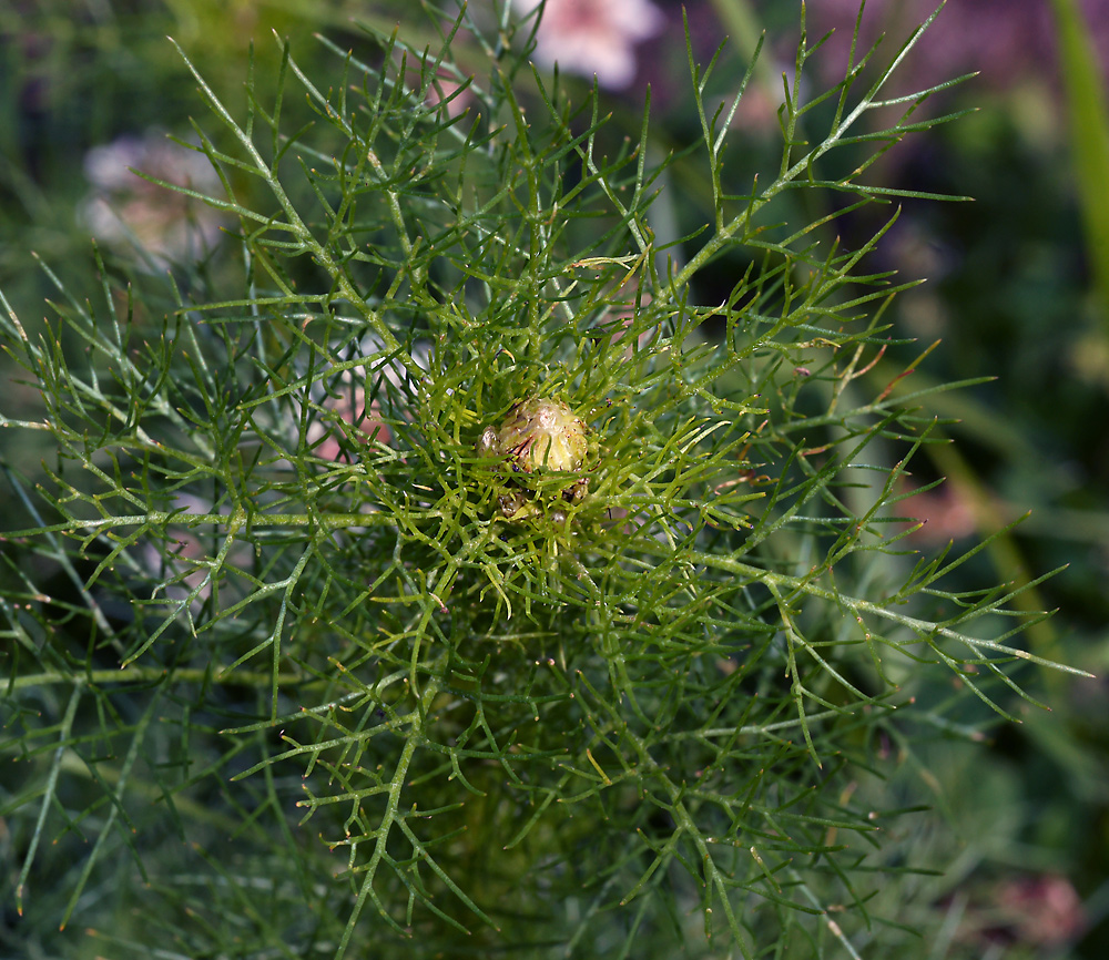 Изображение особи Tripleurospermum inodorum.