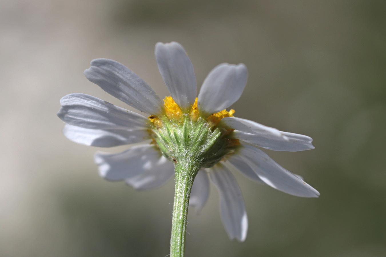 Image of Anthemis cotula specimen.