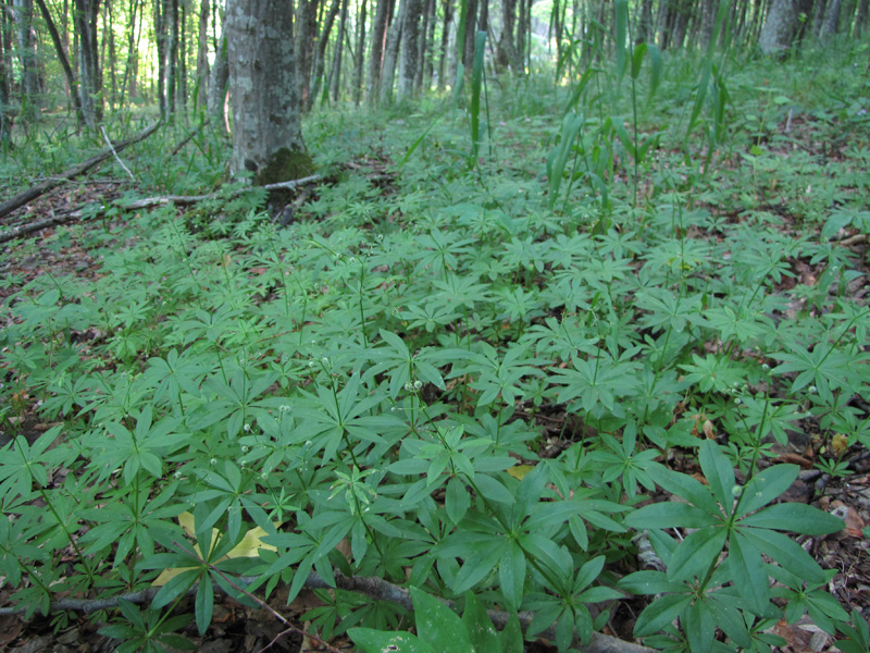 Image of Galium odoratum specimen.