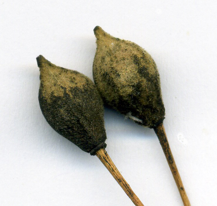 Image of Tilia cordifolia specimen.