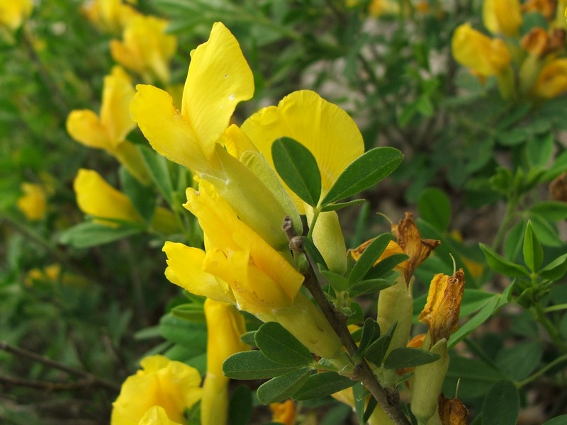 Image of Chamaecytisus ruthenicus specimen.