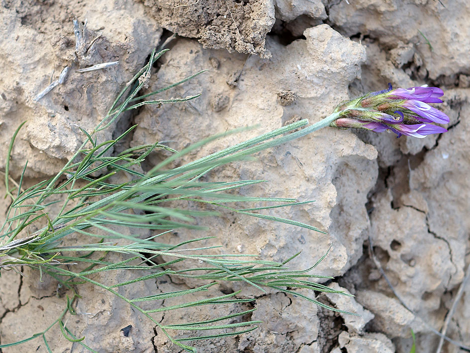 Изображение особи Astragalus angustissimus.