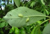 Salix caprea. Лист с галлами (вид снизу). Окр. Архангельска, рудеральное место. 13.06.2015.