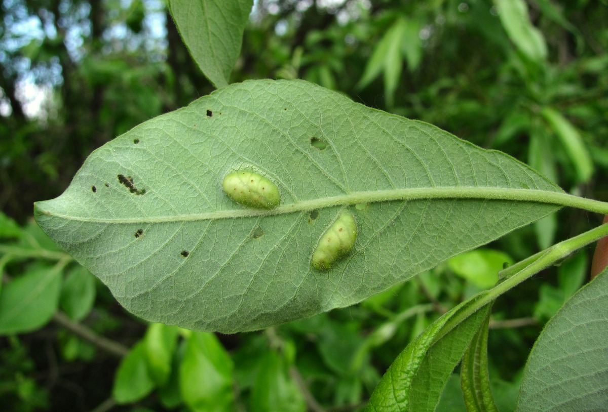 Image of Salix caprea specimen.