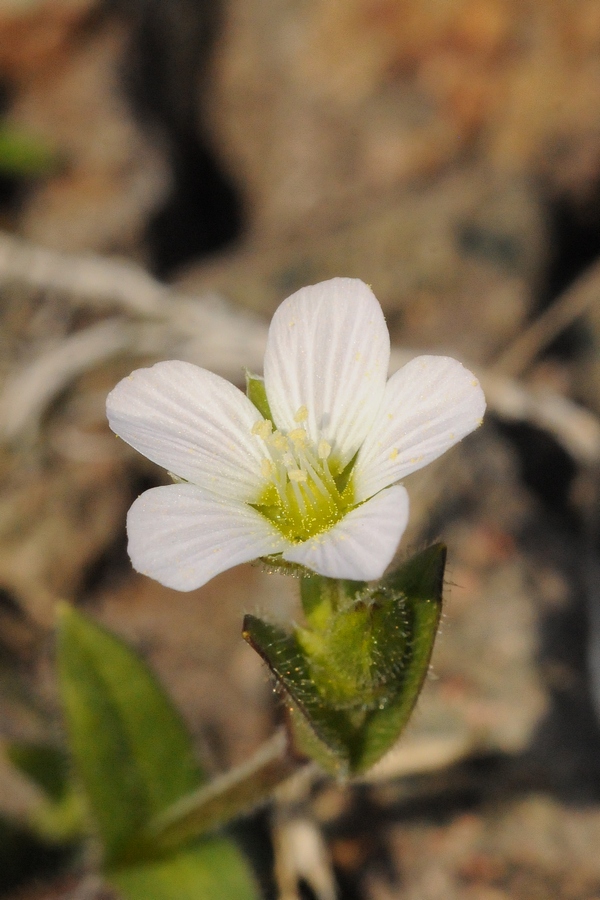 Image of Holosteum glutinosum specimen.