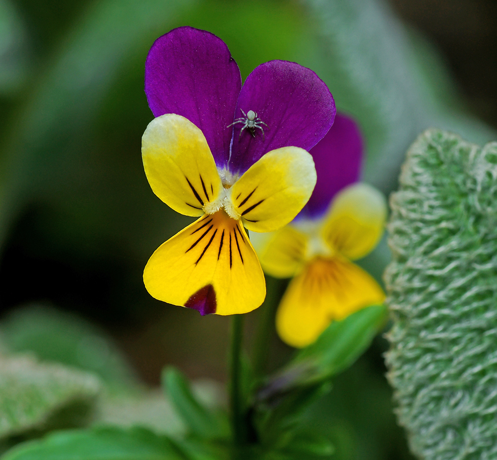 Image of Viola tricolor specimen.