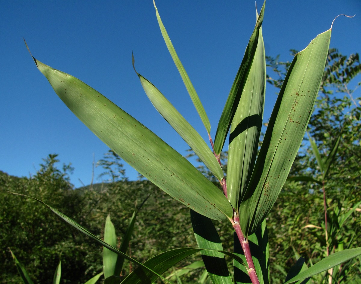 Изображение особи Pseudosasa japonica.