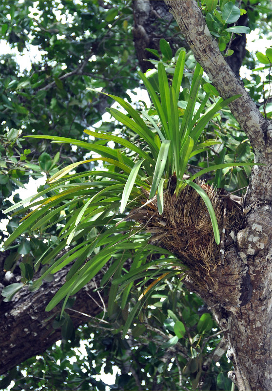 Image of Cymbidium aloifolium specimen.
