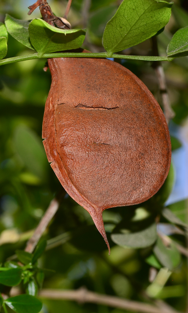 Image of Schotia brachypetala specimen.