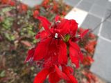 Lobelia cardinalis. Верхушка цветущего растения после дождя. Франция, Лазурный берег, Ницца, Сад Альберта I (Jardin Albert I), в культуре. 21.07.2014.