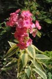 Phlox paniculata