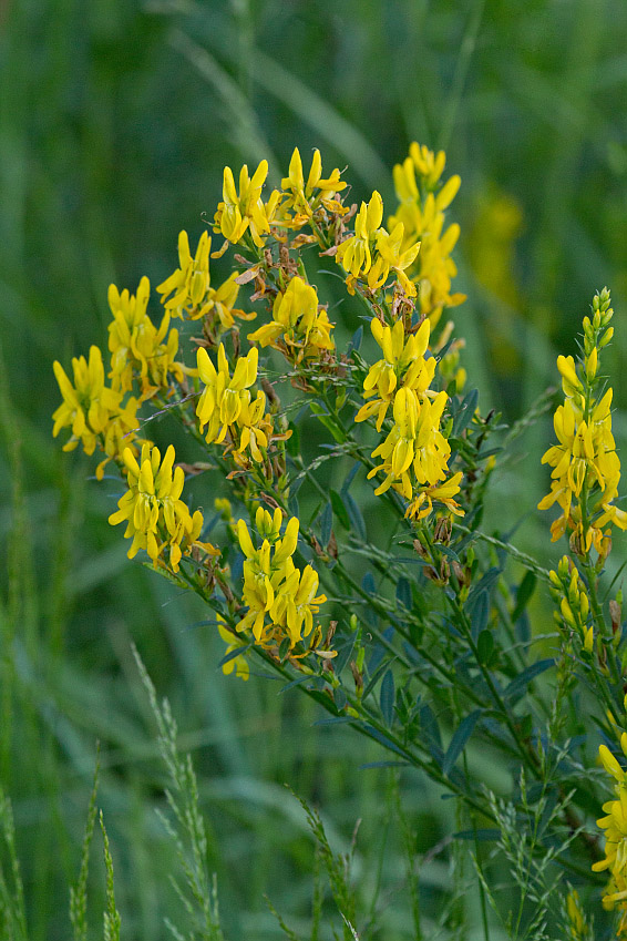 Image of genus Genista specimen.