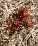 Potentilla semiglabra. Верхушка растения, повреждённого неизвестным патогенным агентом. Якутия (Саха), южные окр. г. Якутск, дачный пос. 16.08.2012.