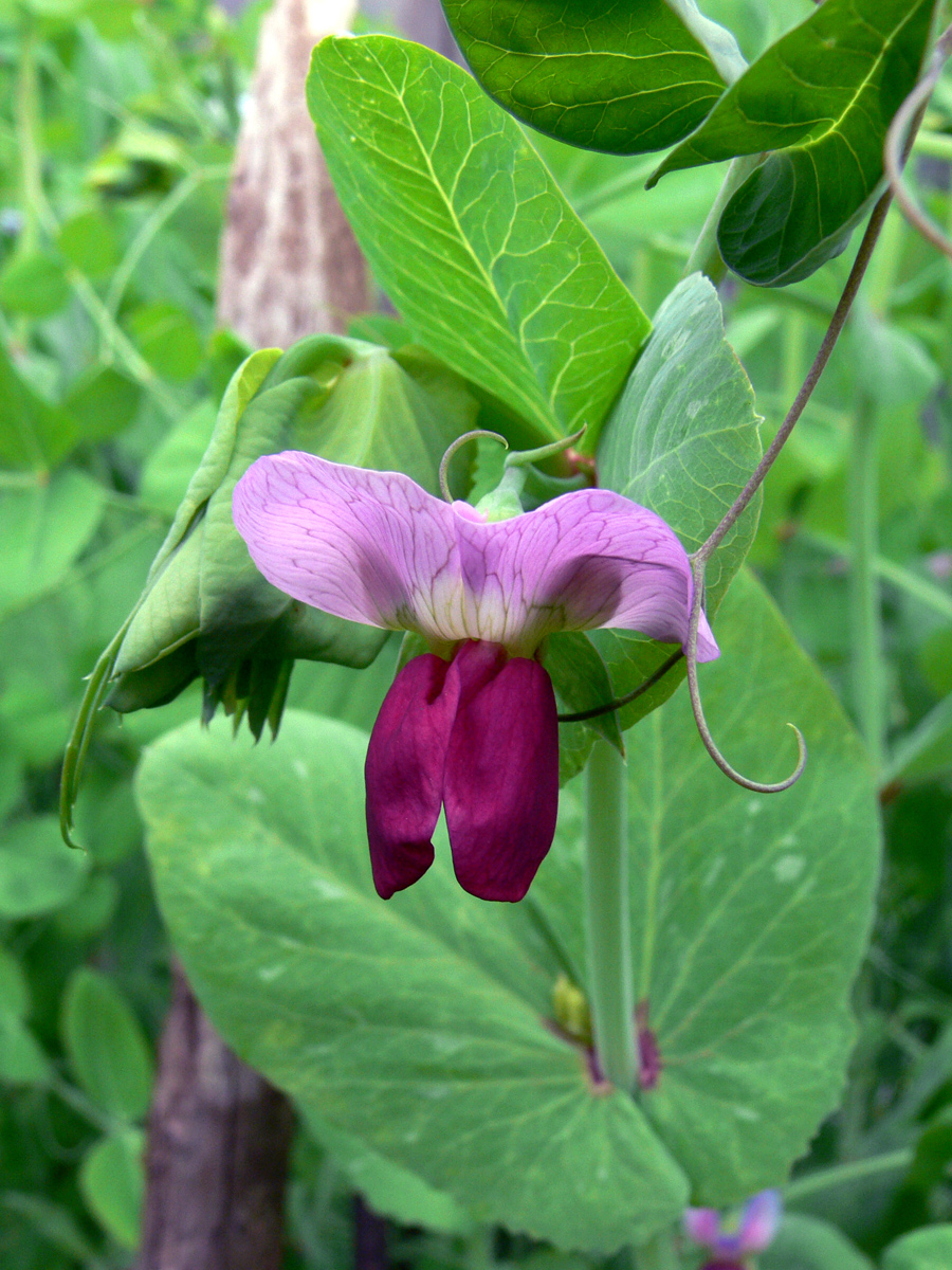 Image of Pisum sativum specimen.