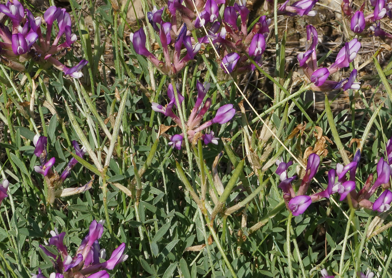 Image of Astragalus ceratoides specimen.