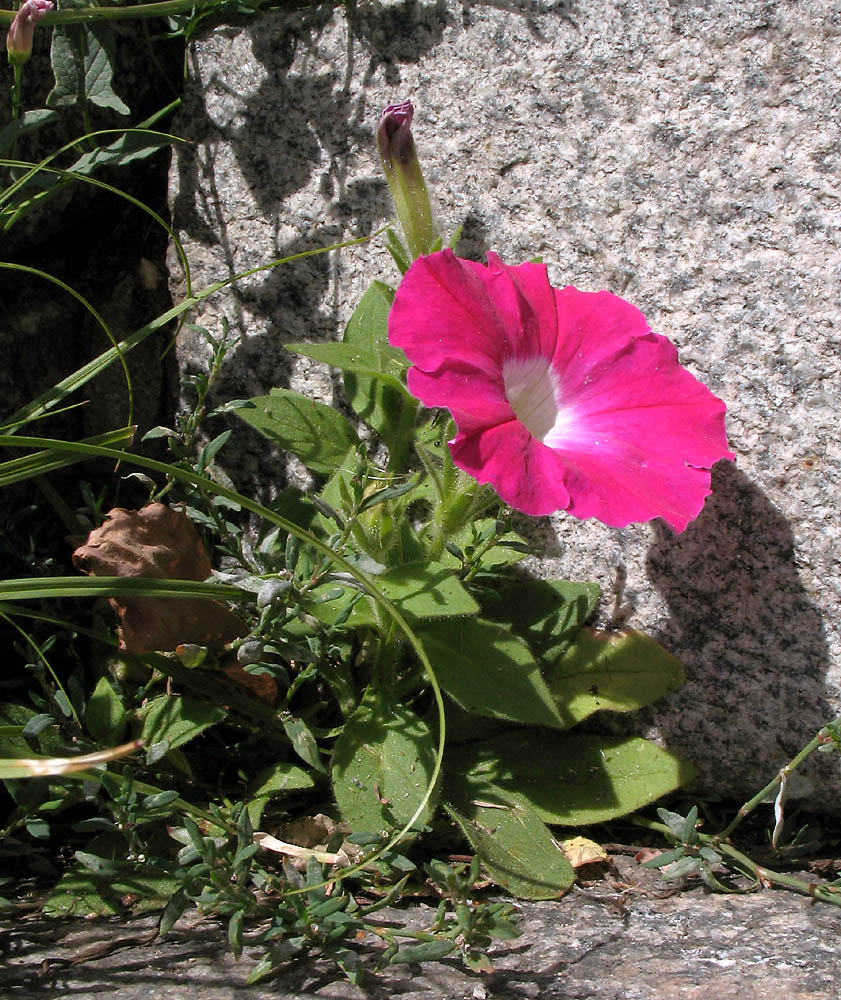 Изображение особи Petunia &times; hybrida.