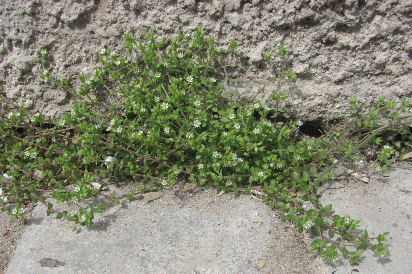 Изображение особи Arenaria leptoclados ssp. viscidula.