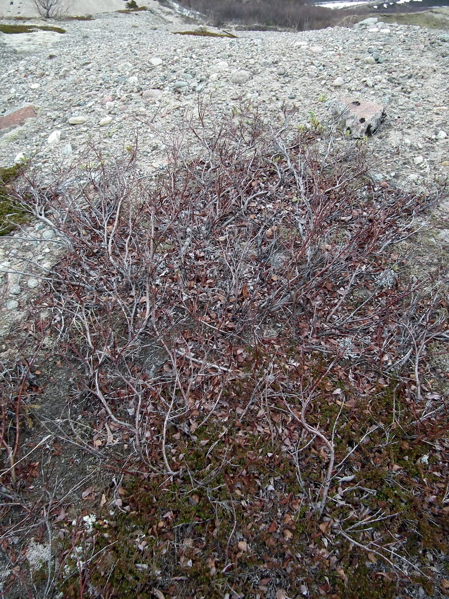 Image of genus Salix specimen.