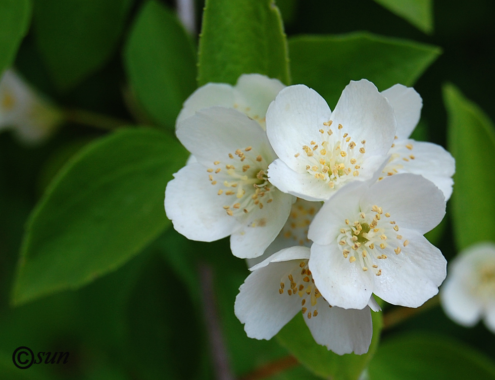 Image of Philadelphus coronarius specimen.