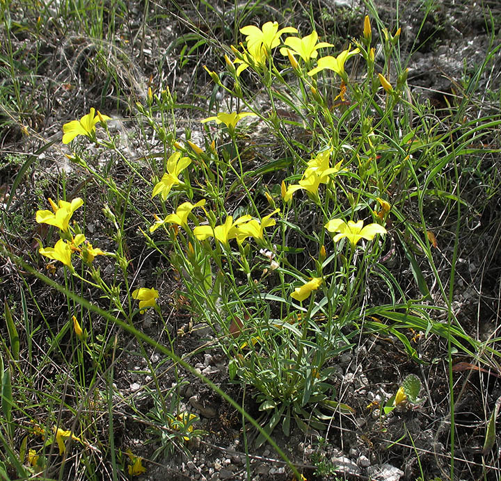 Image of Linum ucranicum specimen.