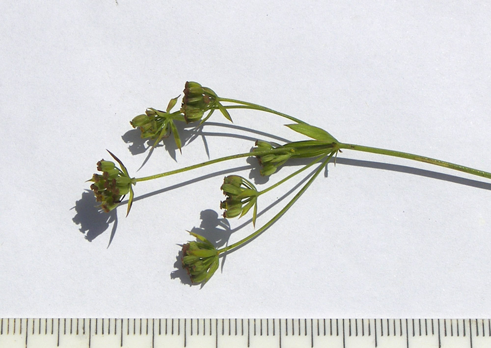 Image of Bupleurum falcatum specimen.