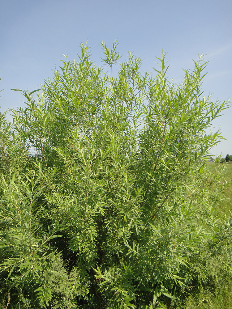 Image of Salix gmelinii specimen.