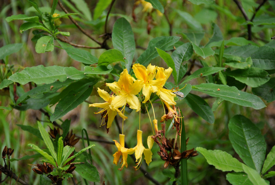 Image of Rhododendron luteum specimen.