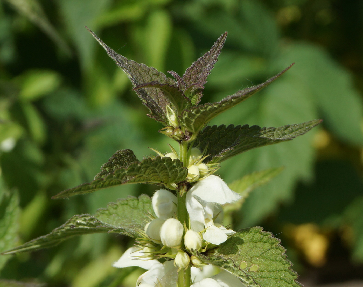 Image of Lamium album specimen.