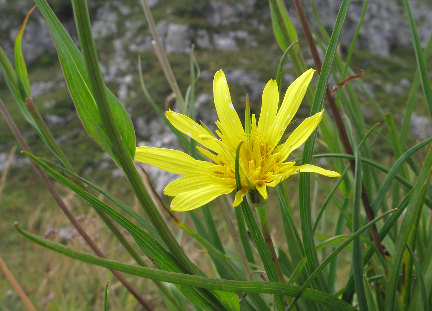 Image of Tragopogon graminifolius specimen.