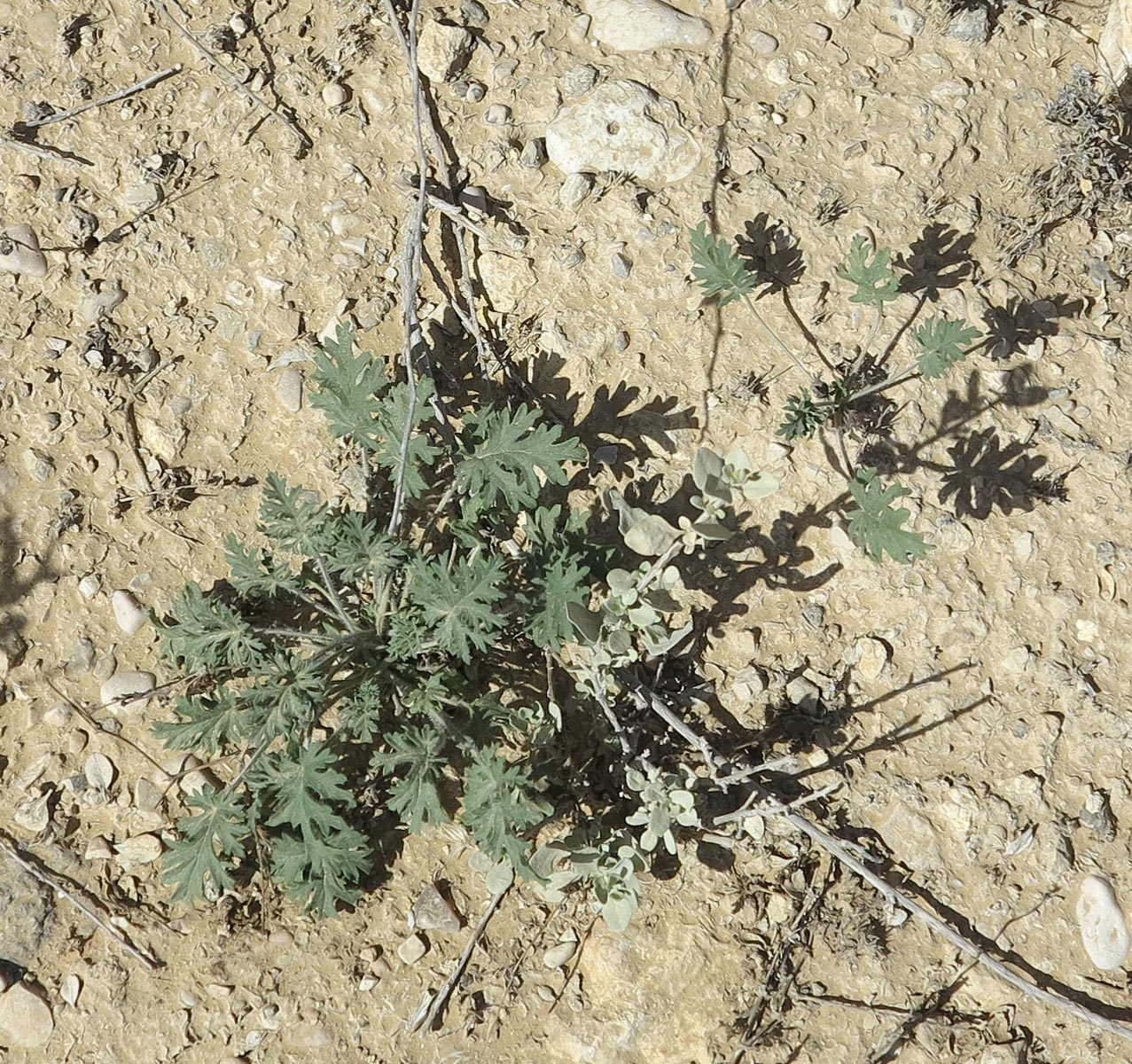 Изображение особи Erodium crassifolium.