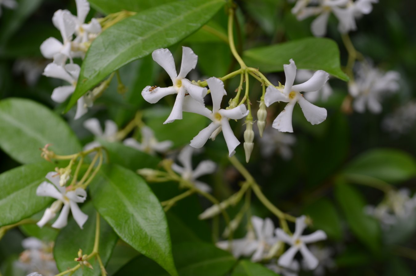 Image of Trachelospermum jasminoides specimen.