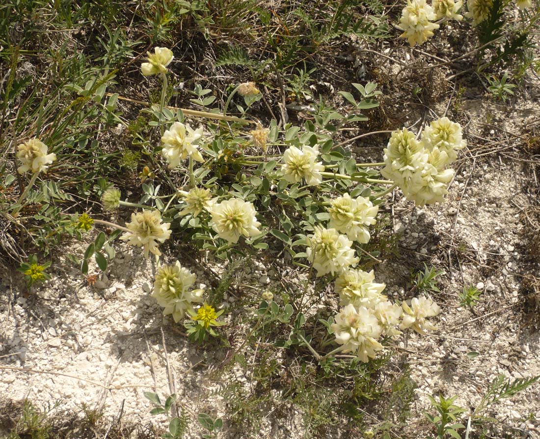 Изображение особи Hedysarum grandiflorum.