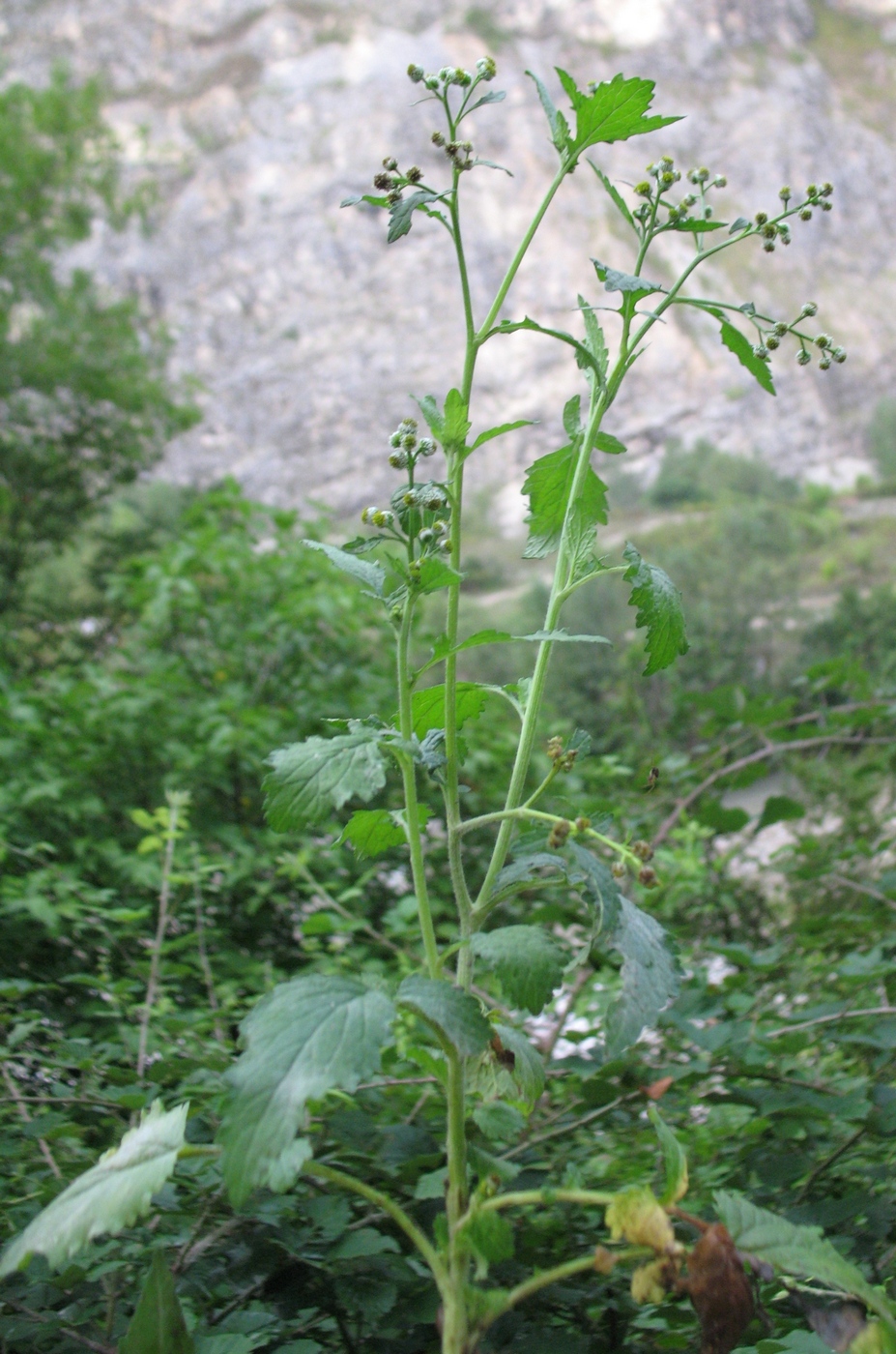 Изображение особи Dichrocephala integrifolia.