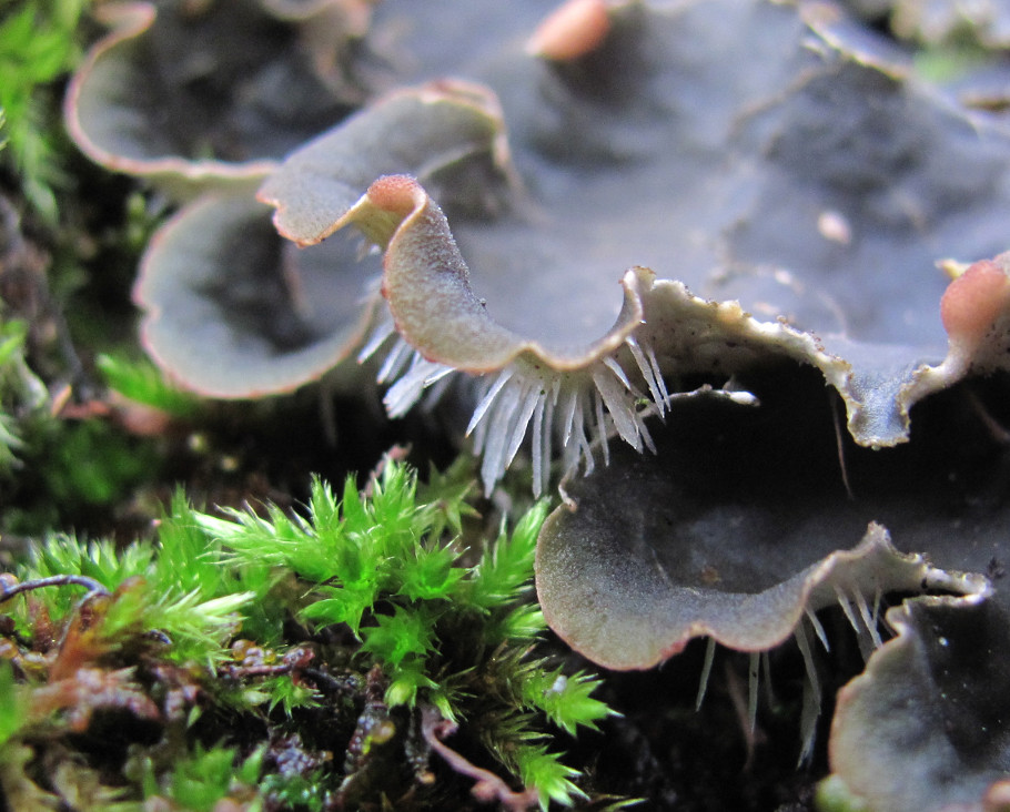 Image of Peltigera praetextata specimen.