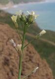 Camelina rumelica