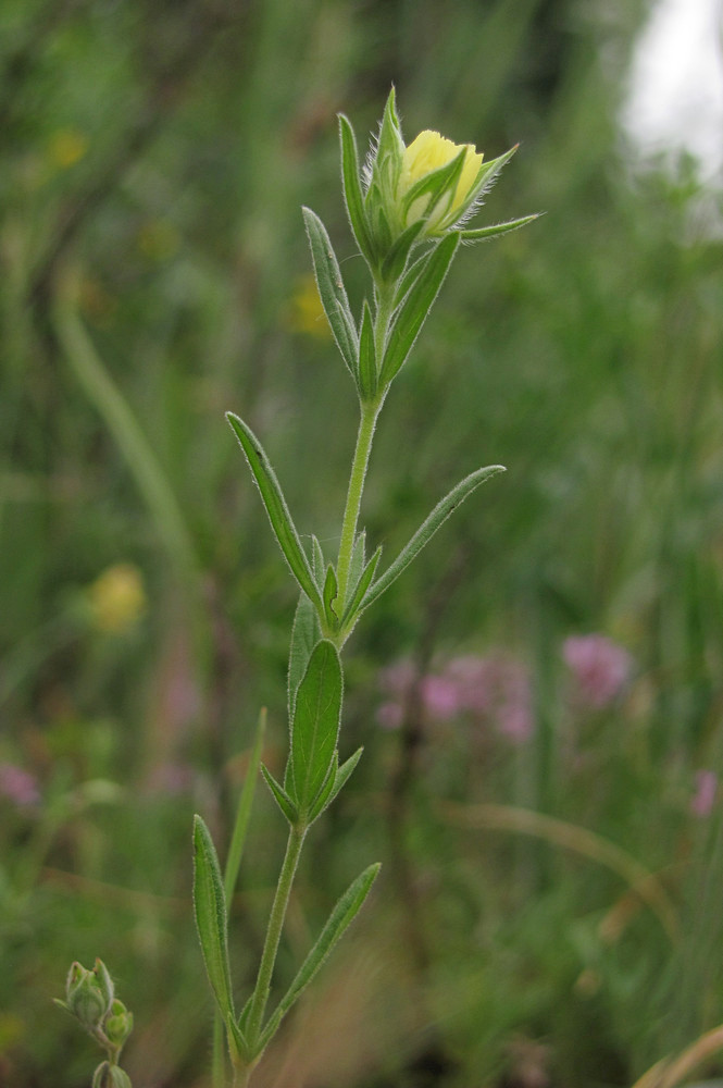 Image of Helianthemum lasiocarpum specimen.