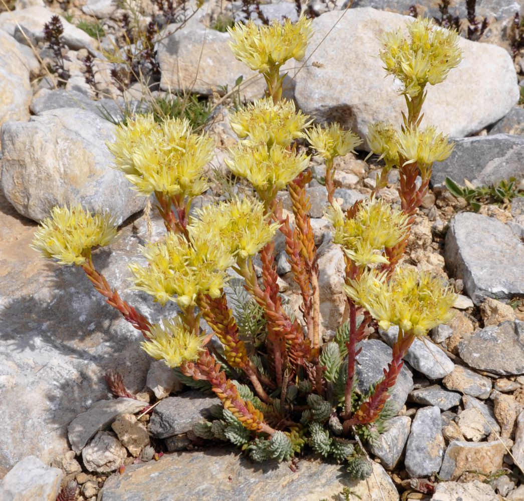 Image of Sedum ochroleucum specimen.