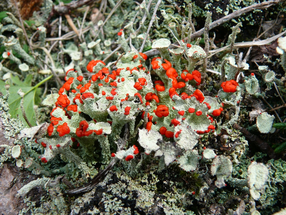 Image of Cladonia deformis specimen.