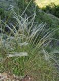 Stipa pulcherrima. Зацветающее растение. Крым, окр. Судака, долина р. Ворон, гора Плакья, остепнённый склон. 18 мая 2017 г.