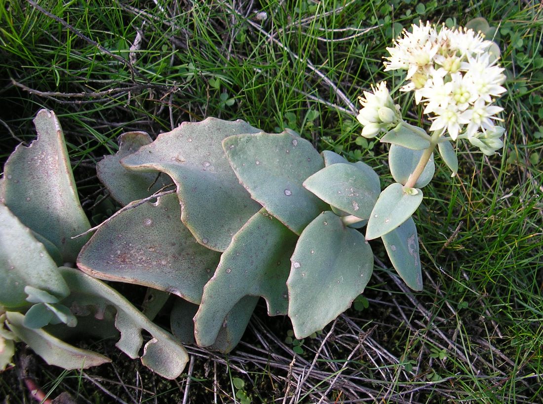 Image of Hylotelephium stepposum specimen.