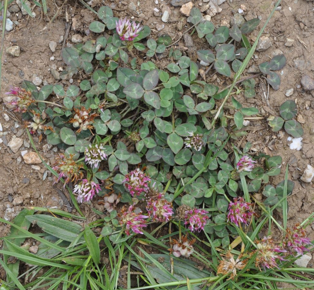 Image of Trifolium physodes specimen.