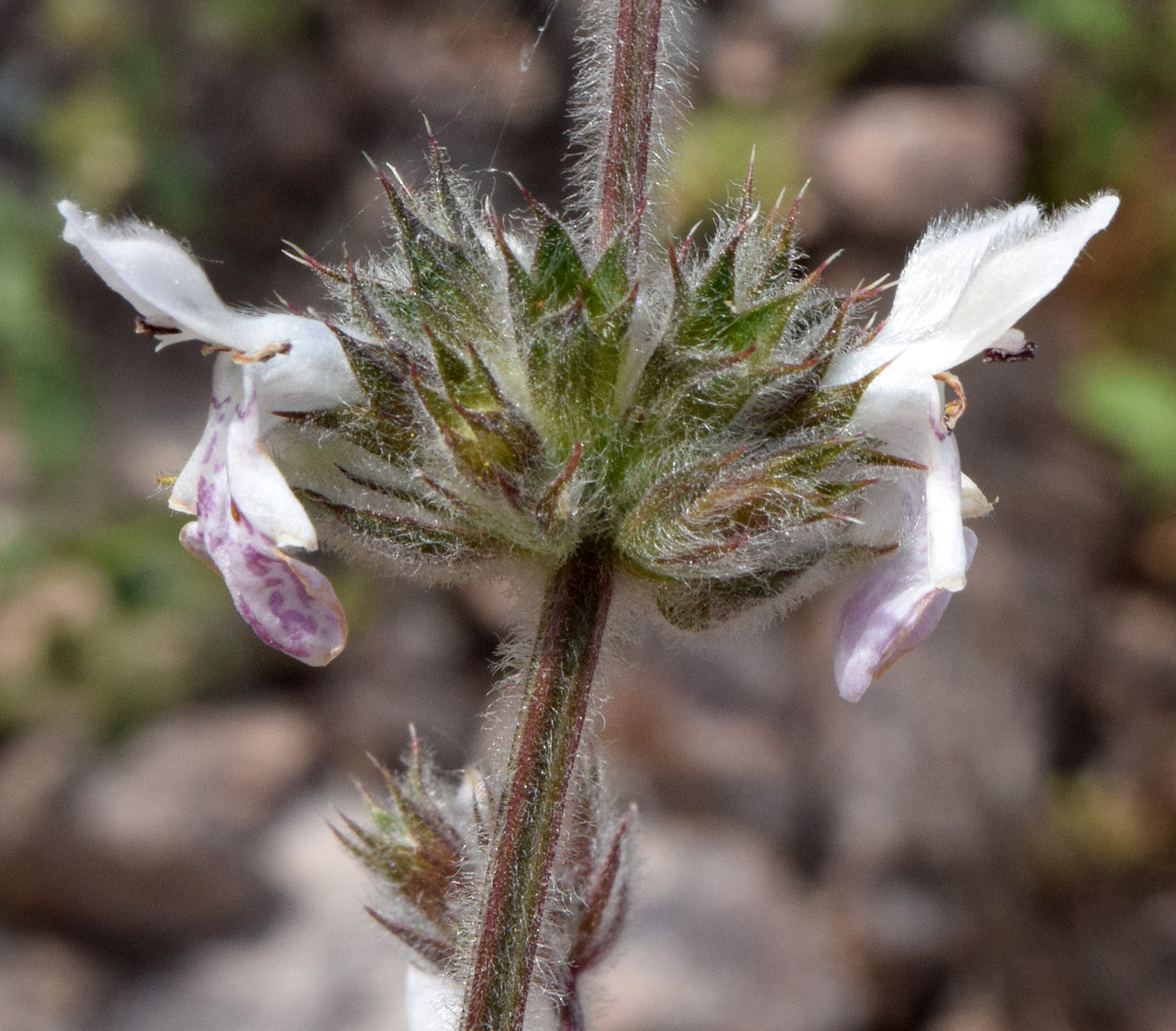 Изображение особи Stachys hissarica.