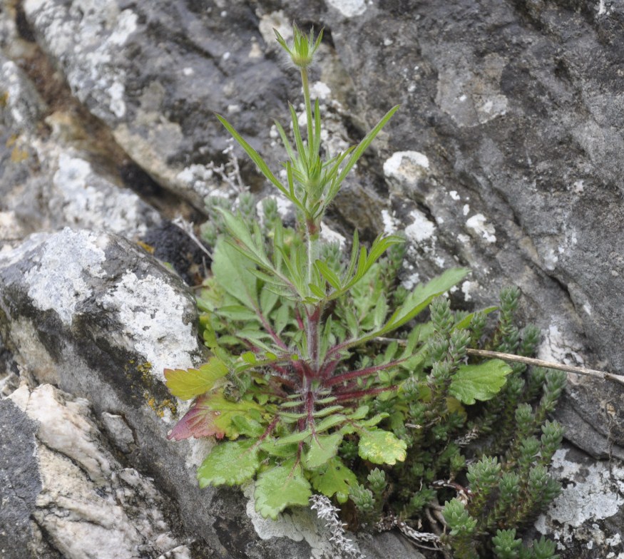 Image of familia Dipsacaceae specimen.